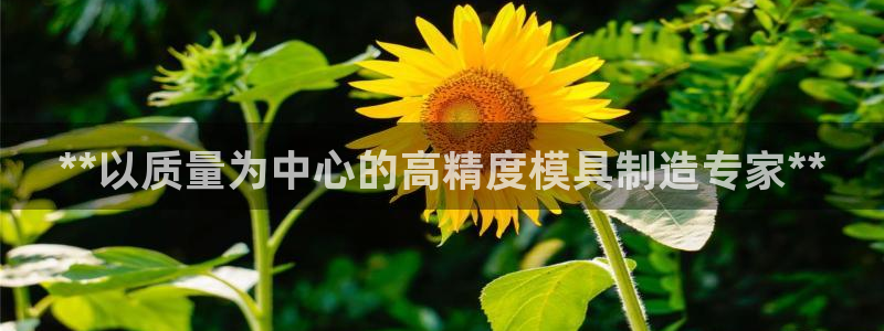 彩神vl购彩大厅：**以质量为中心的高精度模具制造专家**
